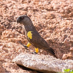 Rueppell's Parrot photo 2