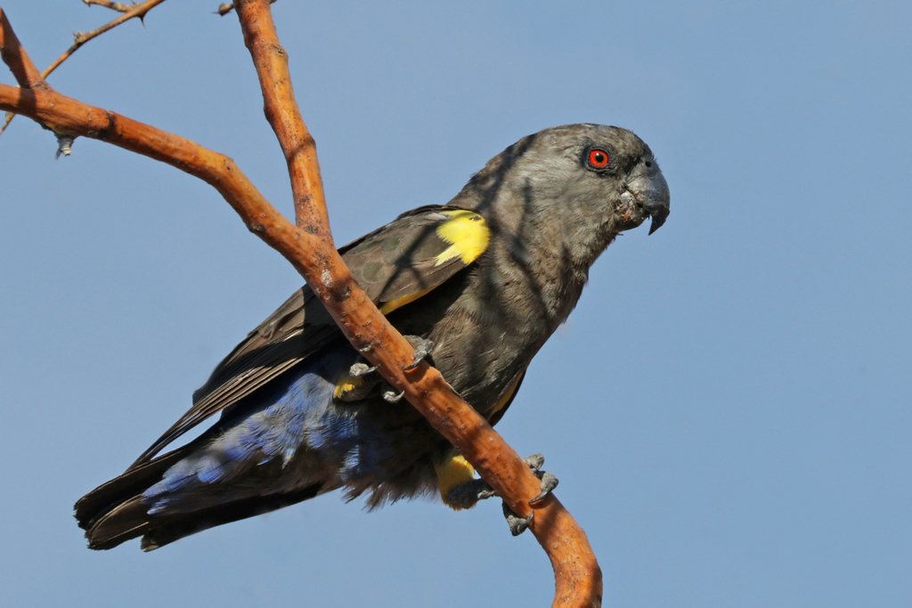 Rueppell's Parrot