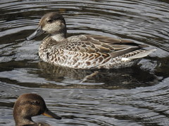 Anas crecca