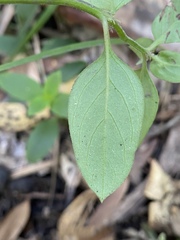 Hedyotis novoguineensis