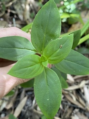 Hedyotis novoguineensis