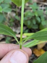 Hedyotis novoguineensis