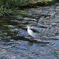 Egretta garzetta