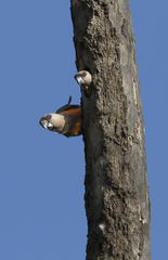 Red-Bellied Parrot photo 5