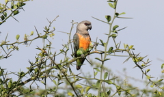 Red-Bellied Parrot photo 3