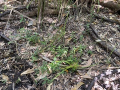 Hedyotis novoguineensis