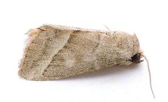 Ogdoconta moreno