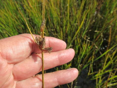 Bolboschoenus planiculmis
