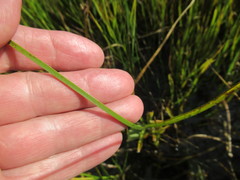 Bolboschoenus planiculmis