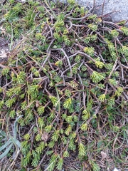 Thymelaea