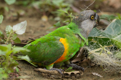 Senegal Parrot photo 5