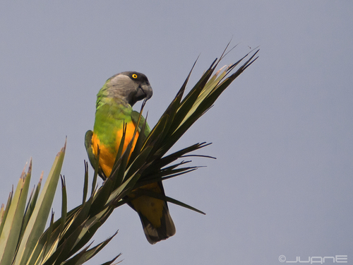 Senegal Parrot, photo 6 of 9