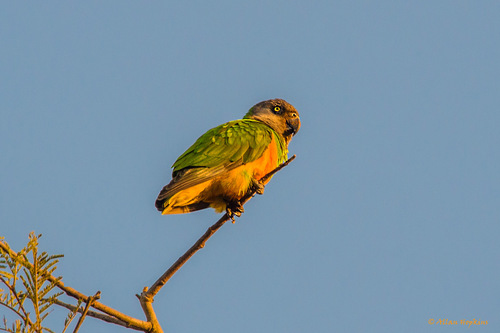 Senegal Parrot, photo 7 of 9