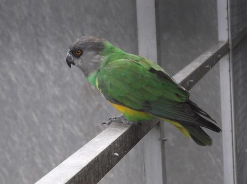 Senegal Parrot, photo 8 of 9