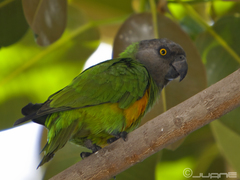 Senegal Parrot photo 2