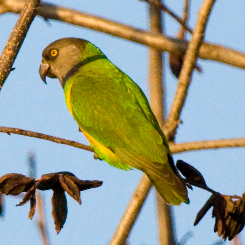 Senegal Parrot, photo 9 of 9