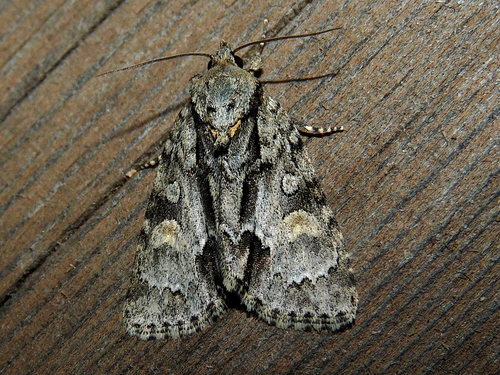 Acronicta strigosa (Denis & Schiffermüller), 1775