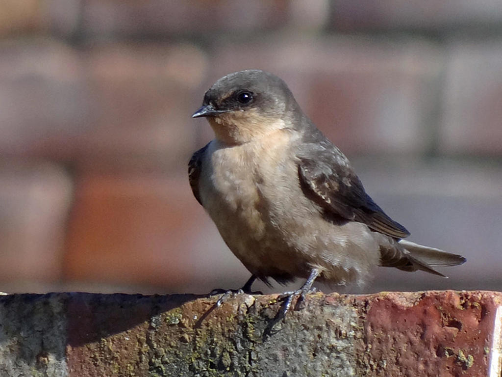 Southern Martin (Progne elegans) photo