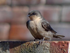 Rock Martin - Photo (c) suemarsden, some rights reserved (CC BY-NC), uploaded by suemarsden