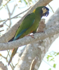 Golden-Collared Macaw photo 3