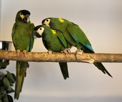 Golden-Collared Macaw photo 4