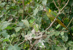 Golden-Collared Macaw photo 5