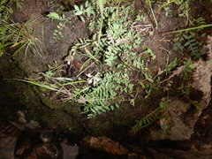 Astragalus norvegicus