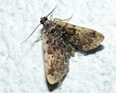 Idia calvaria