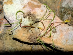 Pauridia gracilipes gracilipes