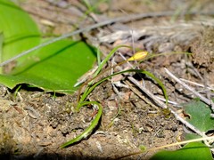 Pauridia gracilipes gracilipes