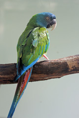 Blue-Headed Macaw photo 2