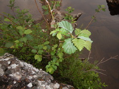 Alnus hirsuta