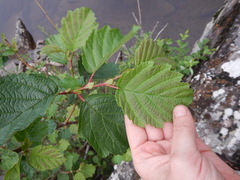 Alnus hirsuta