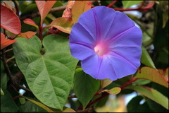 Ipomoea indica