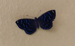 Ionotus alector