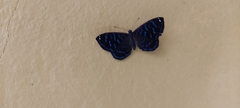 Ionotus alector