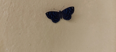 Ionotus alector