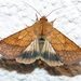 Bordered Sallow - Photo (c) lastovka, some rights reserved (CC BY-NC), uploaded by lastovka