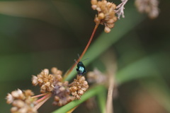 Arsipoda chrysis