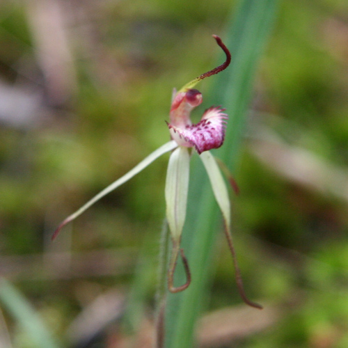 Image of Caladenia oenochila by (c) yatesy, some rights reserved (CC BY)