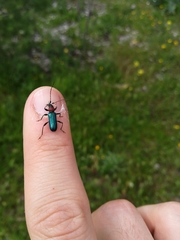 Cartallum ebulinum