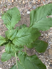 Solanum chenopodioides