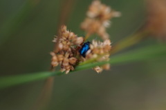 Arsipoda chrysis