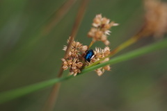 Arsipoda chrysis