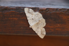 Aeolochroma quadrilinea