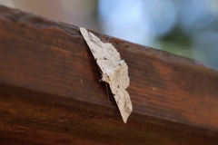 Aeolochroma quadrilinea