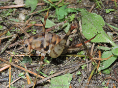 Tachycines asynamorus