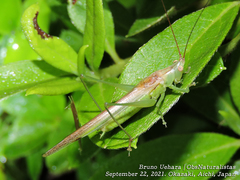 Conocephalus chinensis
