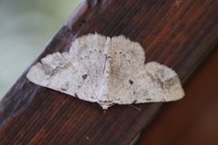 Aeolochroma quadrilinea