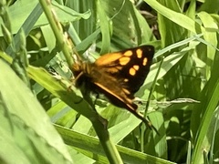 Metisella metis metis